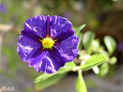 Blumiger Garten im "Tor zur Natur"